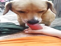 dog loves to eat my cum