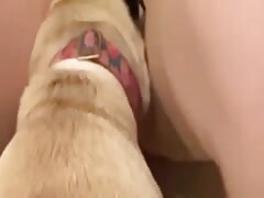 Dogknotting content