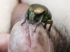 A beetle eats inside the glans of the penis.