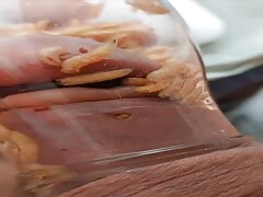 Pain cbt insertion bdsm pervers maggots