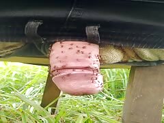 Pain cbt insertion bdsm pervers mosquitos