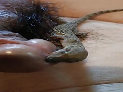 Playing with a gecko