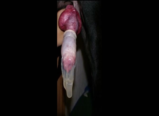Master's dirty bitch Armands Lusis taste dog cum first time - ZeusPorn