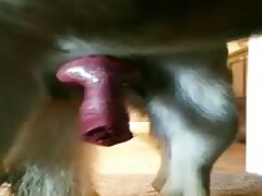 Doggybitch 