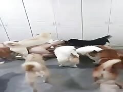 Super dog sex party NO mercy
