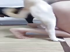 Dog come to asian mommy
