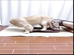Asian girl getting connecting with dog