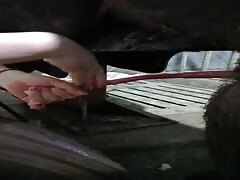 Chinese pig show